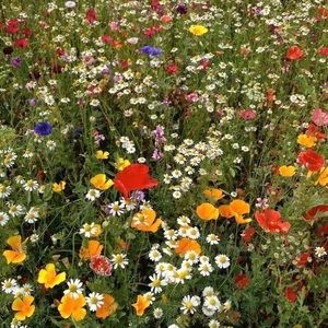 Meet your Posher, Abigail